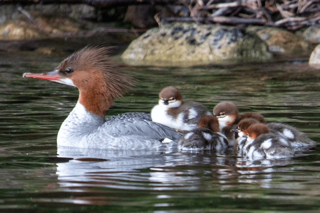 Merganser